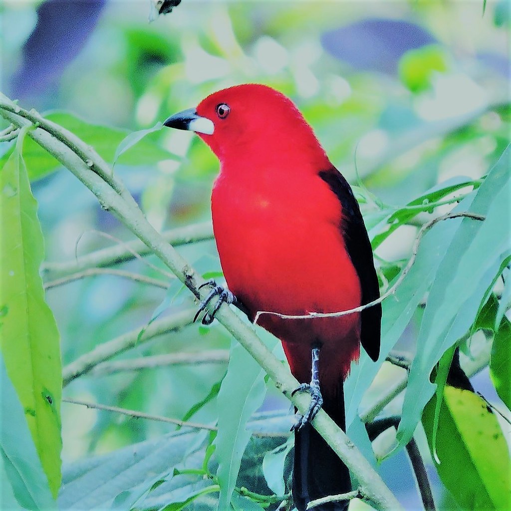 confraria-vegana---ecologia-by-arjuna-sundara-3_52164242780_l.jpg