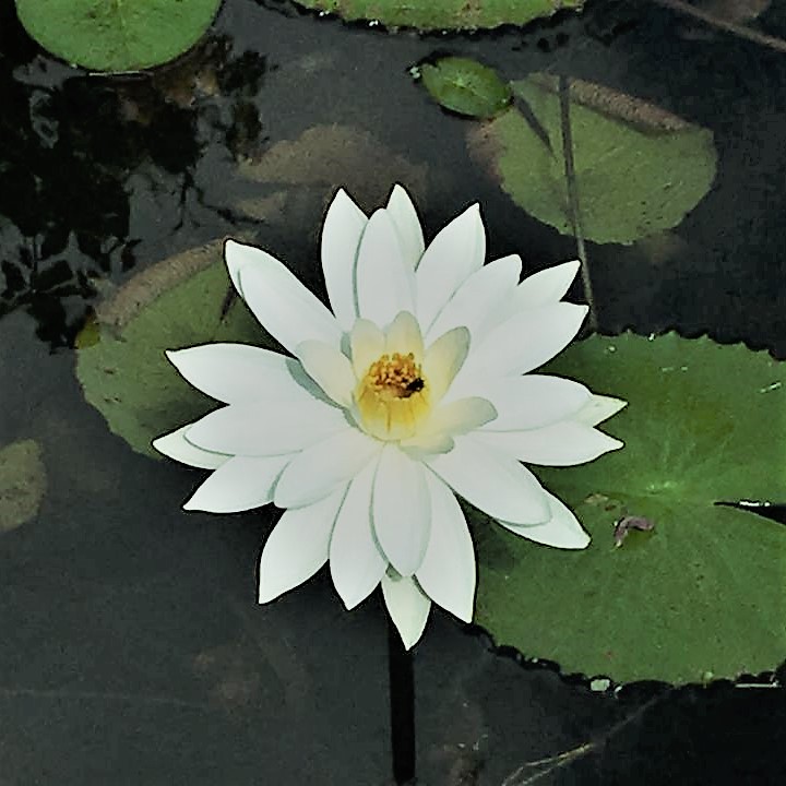 confraria-vegana---ltus-do-lago-2-by-cv_52163754653_c.jpg
