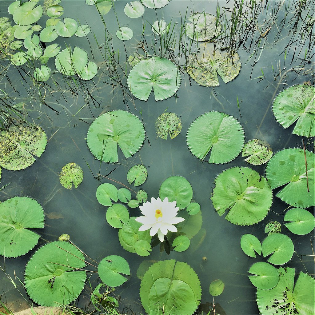 confraria-vegana---ltus-do-lago-4-by-cv_52162728067_l.jpg