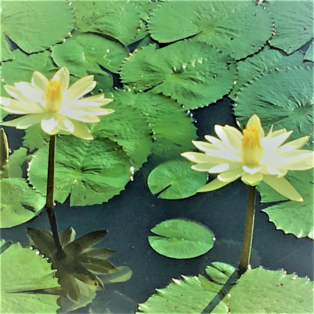 confraria-vegana---ltus-do-lago-by-cv_52163754856_l.jpg